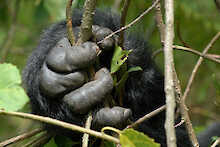 Nkuringo Bwindi Gorilla Lodge Gorilla Hand