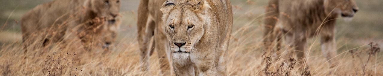 Löwinnen in der Savanne