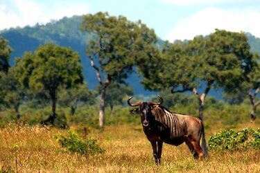 Gnu im Mikumi-Nationalpark