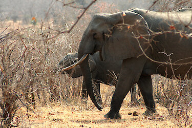 Elefanten im Ruaha-Nationalpark