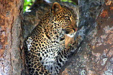 Gepard im Baum