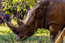 Ziwa Rhino and Wildlife Ranch ein Breitmaulnashorn Profilansicht