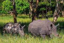 Ziwa Rhino and Wildlife Ranch zwei Breitmaulnashörner