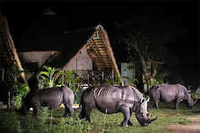 Ziwa Rhino and Wildlife Ranch drei Breitmaulnashörner vor Unterkunft bei Nacht