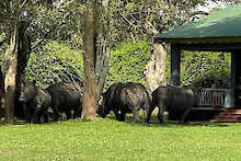 Ziwa Rhino and Wildlife Ranch vier Breitmaulnashörner vor Unterkunft
