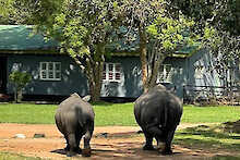 Ziwa Rhino and Wildlife Ranch zwei Breitmaulnashörner vor Unterkunft