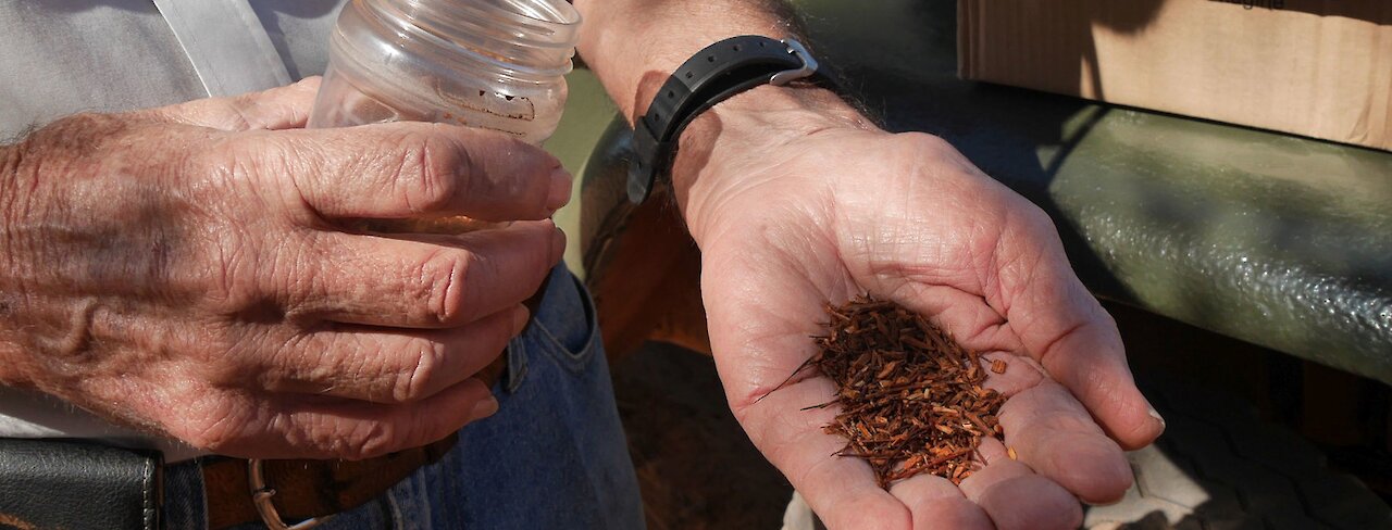 Rooibos Tee in den Händen einen Mitarbeiters in den Zederbergen