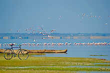 Africa Safari Lake Natron Camp Fahrrad vor Lake Natron mit Flamingos