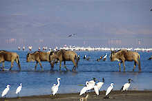 Africa Safari Lake Natron Camp Gnus im Lake Natron mit Flamingos