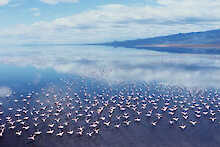 Africa Safari Lake Natron Camp Luftaufnahme vom Lake Natron mit Flamingos