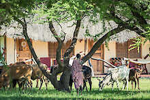 Antreffen auf Tieren im Maasai Giraffe Eco Lodge