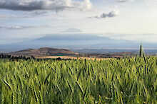 Grünes Feld mit Blick auf den Klimandscharo im Hintergrund