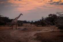 Antreffen auf Giraffen im Nyerere-Nationalpark