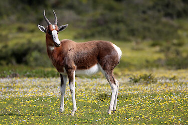 Antilope auf einer Blumenwiese im De-Hoop-Naturschutzgebiet