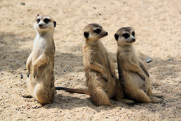 Erdmännchen sitzen im Sand