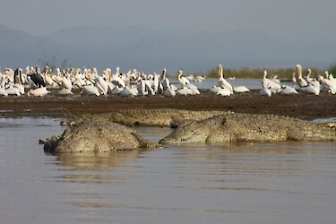 Krokodile liegen am Ufer des Chamosees in der Morgensonne