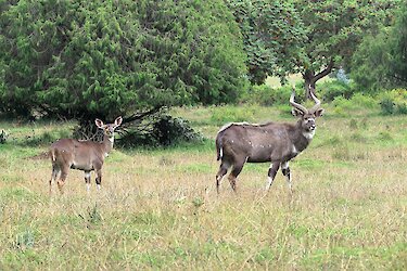 Nyala-Antilopen im Bale-Mountains-Nationalpark