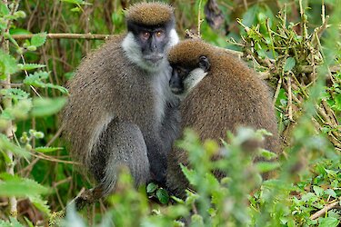 Zwei Bale-Grünmeerkatzen blicken in die Kamera