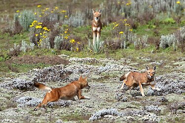 Junge äthiopische Wölfe im Bale-Mountains-Nationalpark