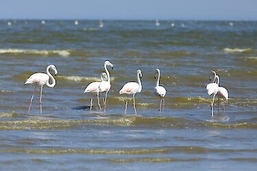 Flamingos am Seeufer im Abijatta-Shalla-Nationalpark