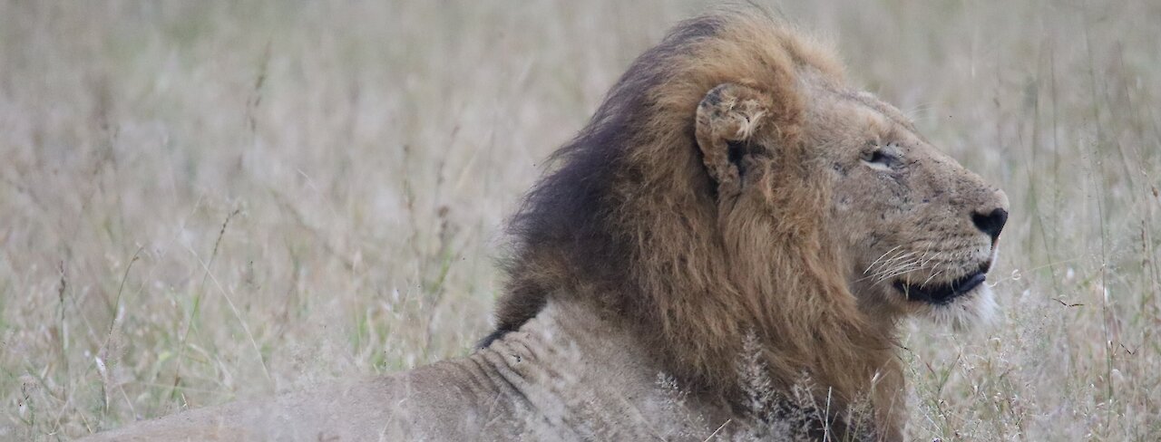 Löwe in Südafrika