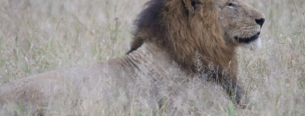 Löwe in Südafrika