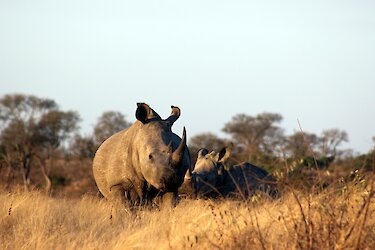 Tag 2: Flug in das Madikwe-Wildschutzgebiet und erste Pirschfahrt im offenen Safarifahrzeug