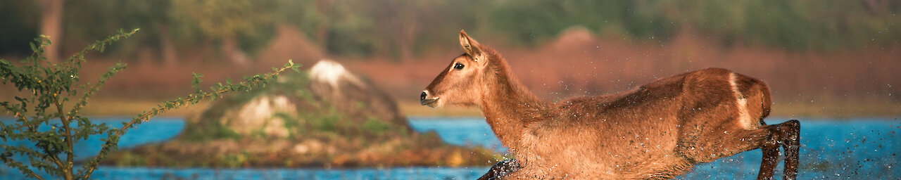 Antilope springt durch wasser