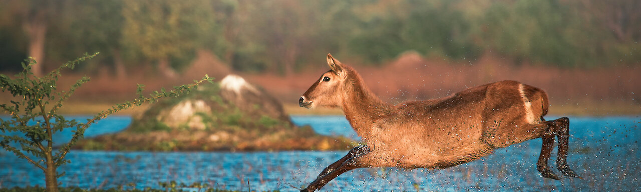 Antilope springt durch wasser