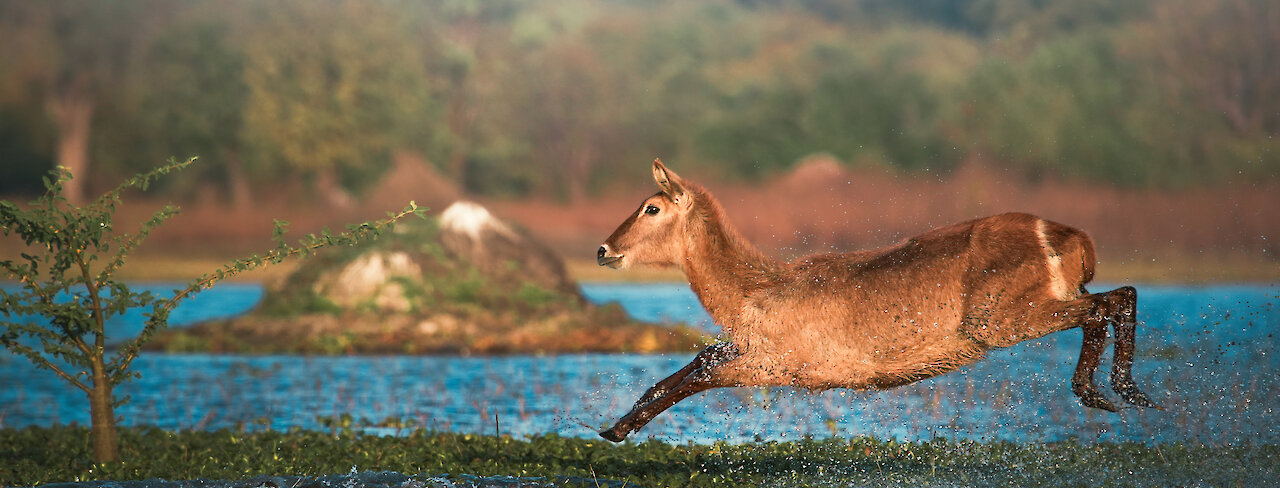 Antilope springt durch wasser