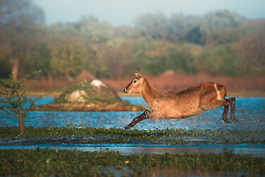 Antilope springt durch wasser