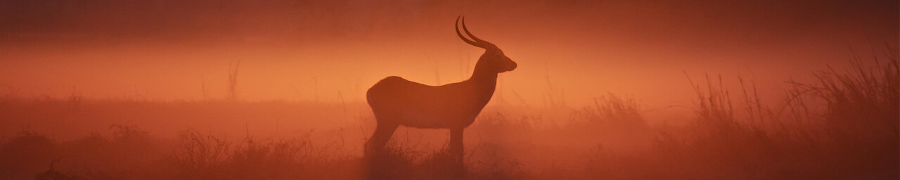 Paarhufer steht in rotem Nebel