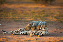 Gepard und ihre Kindern in der Gegend des Marataba Treehouse