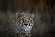 Junger Gepard in der Umgebung des Marataba Treehouse