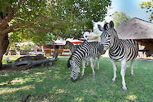 Zebras auf der Wiese der Blyde River Canyon Lodge