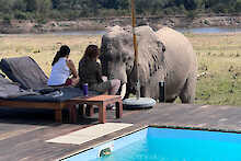 Elefant im Poolbereich der Chikunto Safari Lodge