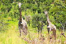 Giraffen im Bereich der Game Haven Lodge