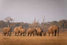 Tierwelt im Bereich der Camp Moremi