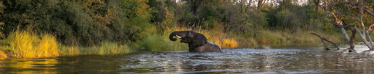 Elefant im Wasser Kayube, Zambezi River, Livingstone, Zambia