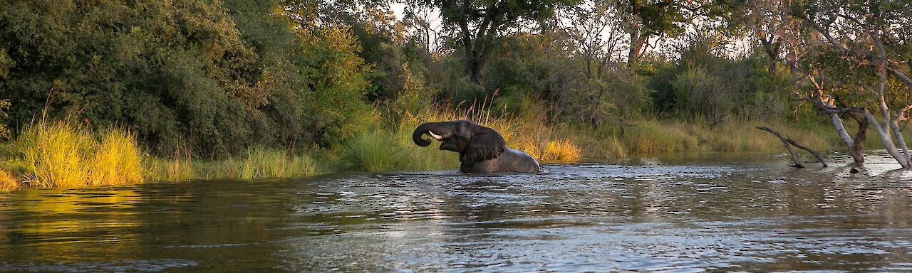 Elefant im Wasser Kayube, Zambezi River, Livingstone, Zambia