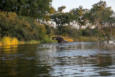 Elefant im Wasser Kayube, Zambezi River, Livingstone, Zambia