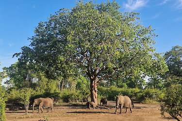 Elefanten im South-Luangwa-Nationalpark