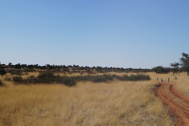 Antilopen in der Kalahari