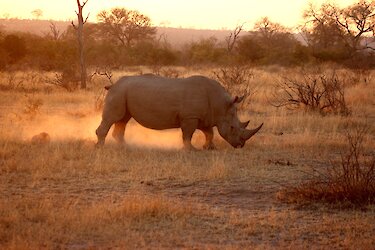 Nashorn bei Sonnenuntergang in der Savanne