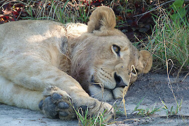 Kafue-Nationalpark Löwe