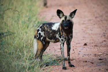 Kafue-Nationalpark Wildhund