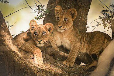 Löwenjungen auf einem Baum in Sambia