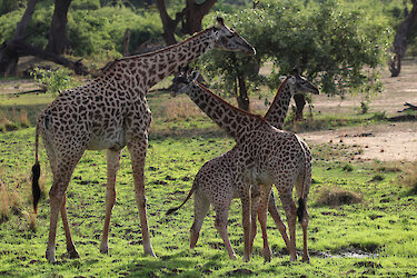 Giraffen im South-Luangwa-Nationalpark