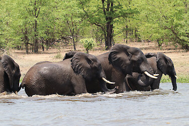 Badende Elefanten im Fluss Liwonde-Nationalpark