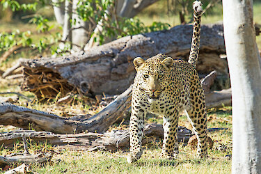 Leopard im Moremi-Wildreservat